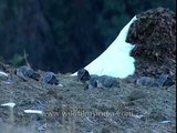 Snow Pigeons feed in winter snow above Jatoli village