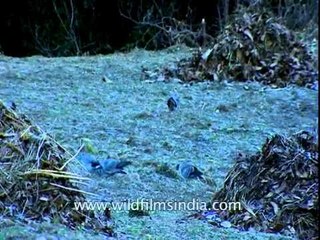 Snow Pigeons (Columba leuconota), Jatoli village