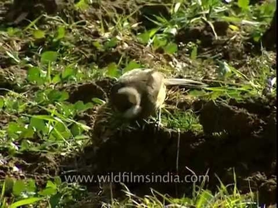 White throated laughing Thrush, Jatoli village