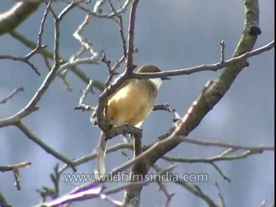 The White throated Laughing Thrushes of Uttarakhand's Jatoli village