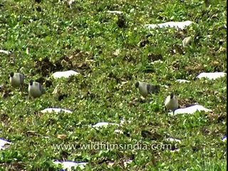 Snow Pigeons of Uttarakhand's Jatoli village