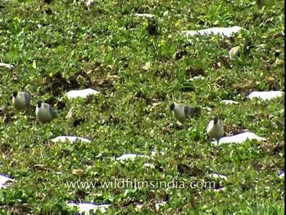 Snow Pigeons of Uttarakhand's Jatoli village
