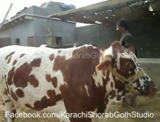 BABA ANSARI CATTLE FARM 2013a