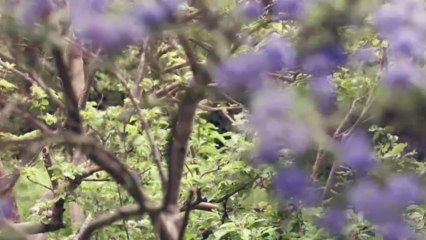 MISS ANNE-KISASSZONY-TITKOS KERT