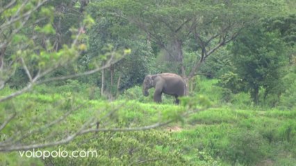Watching Elephants at Kuiburi National Park 3