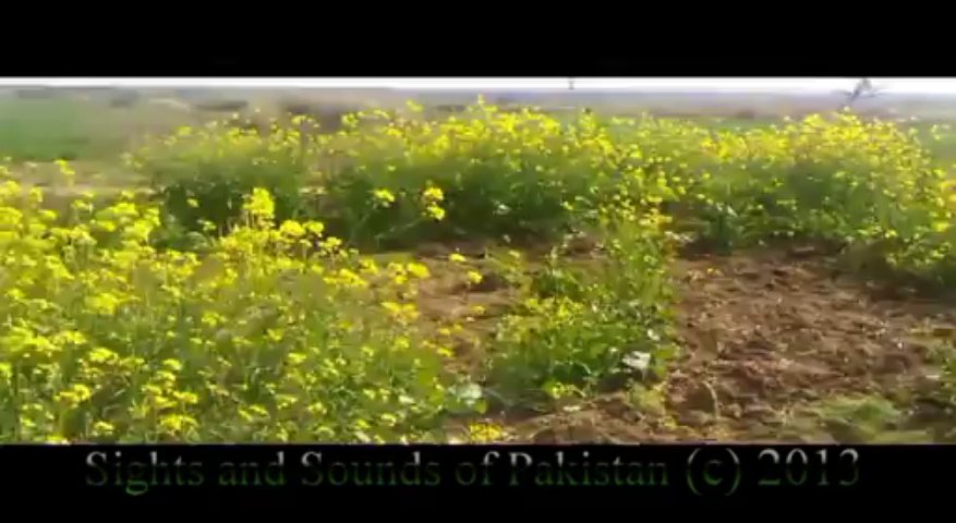 Mustard Field Punjab