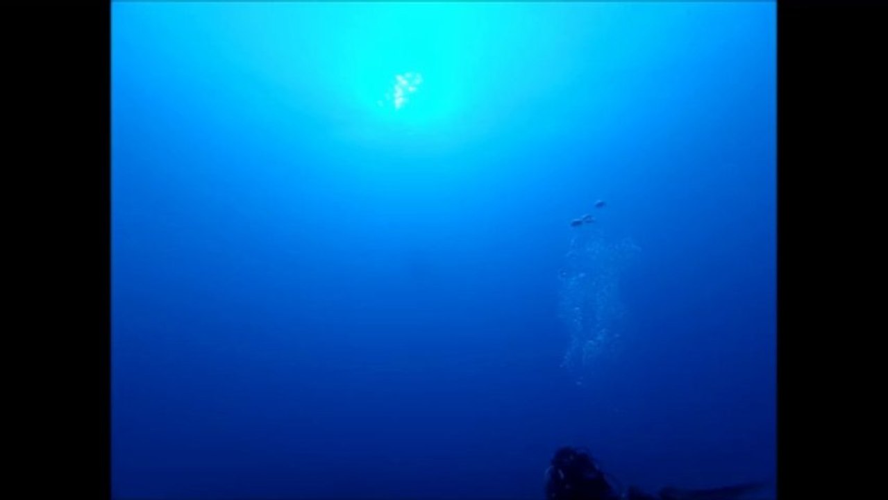 Requin Baleine - DETEND AZOT