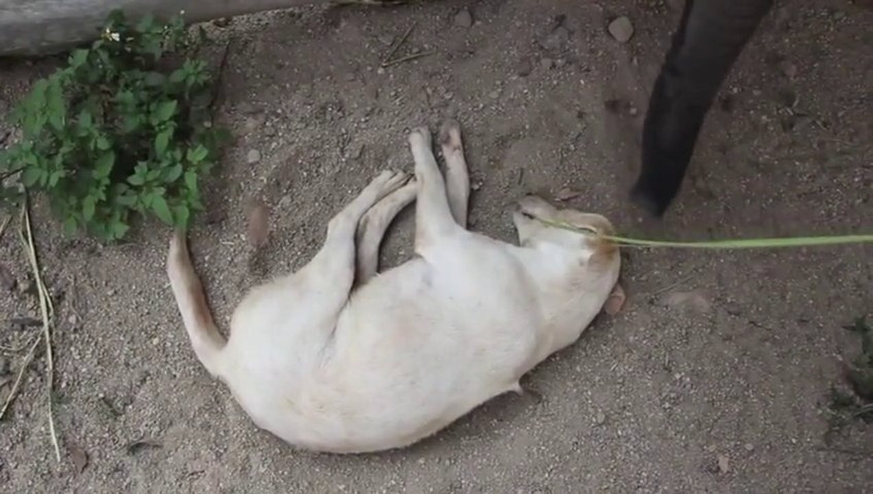 Baby Elephant Trying to Wake up a Dog! So cute!