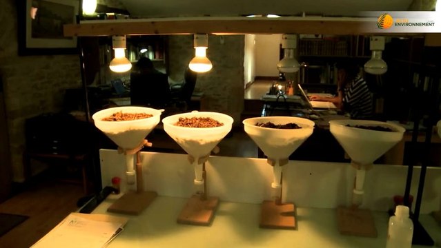 Le semis direct sous couvert : une solution contre l'appauvrissement des sols