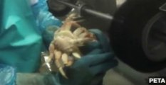 PETA Video Accuses Maine Seafood Plant of Lobster Cruelty