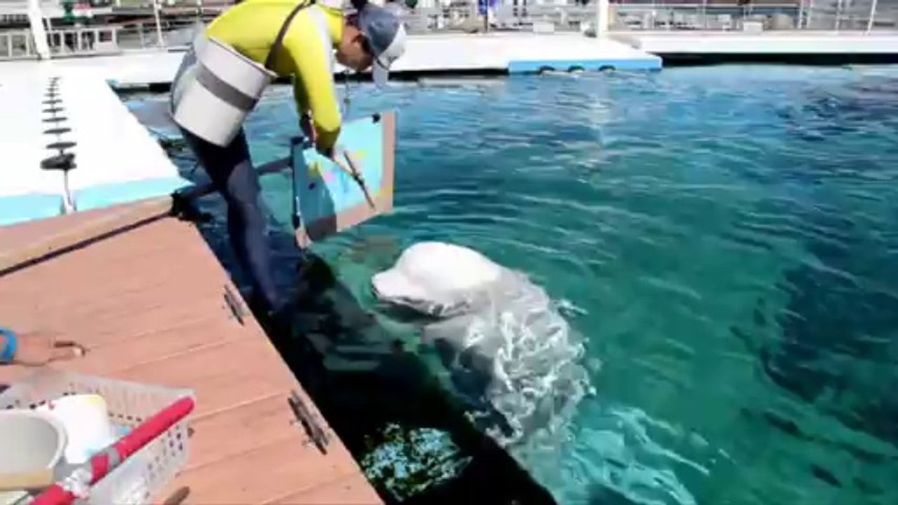 Malende Wale - Kunst oder Quälerei?