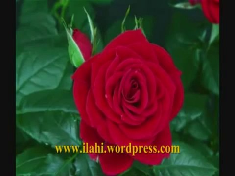 İlahi Veysel Karani - Mustafa Taşkaya,muziksiz ilahiler