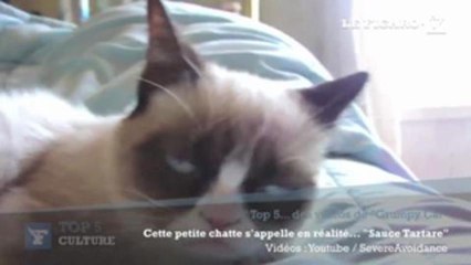 "Grumpy Cat" va devenir l'égérie de Nestlé