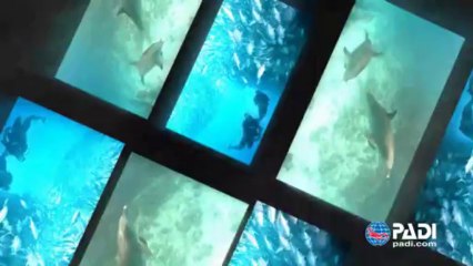 Jump in and learn to scuba dive with PADI Into the Blue 2013