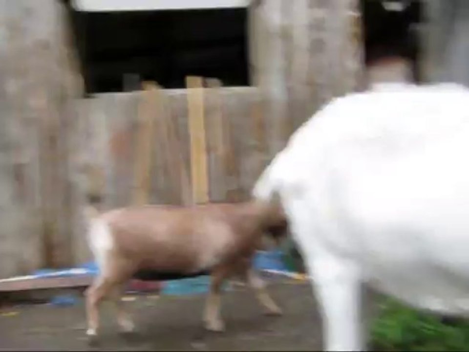 Guten Morgen Scotti!