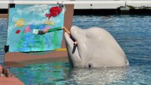 Beluga Whales Paint Art in Japan Aquarium