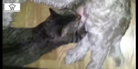 COMO EL PERRO Y EL GATO