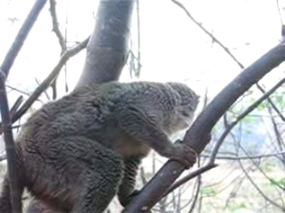 Lemur_marron_1