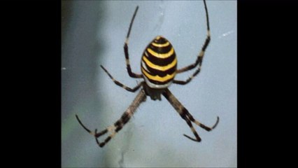 Por una arana casi queman 2 casas