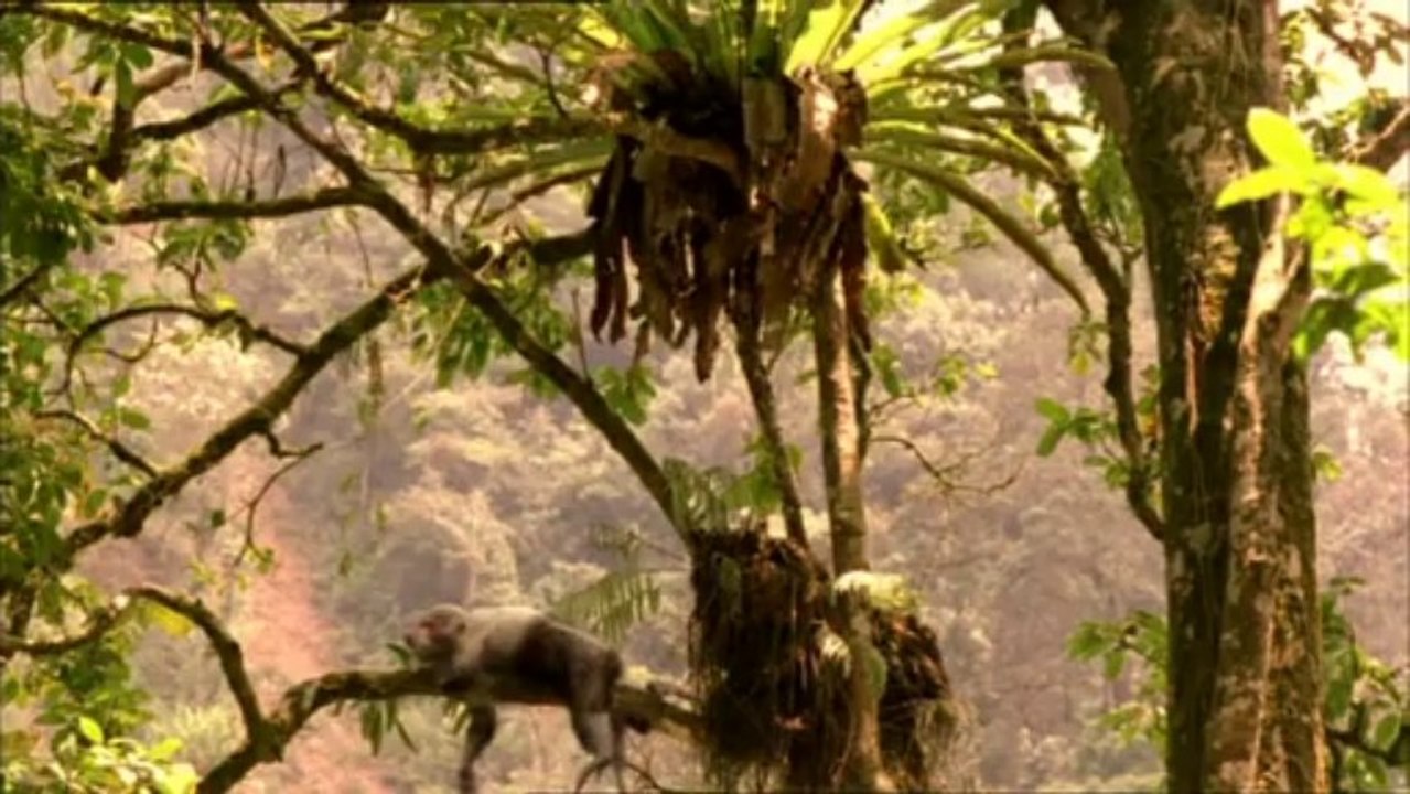 DIE ERBEN DER SAURIER - IM REICH DER URZEIT TEIL1