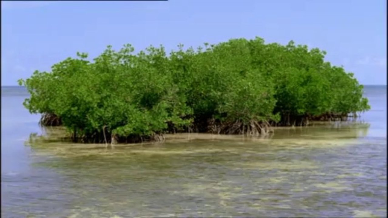 DIE ERBEN DER SAURIER - IM REICH DER URZEIT TEIL2