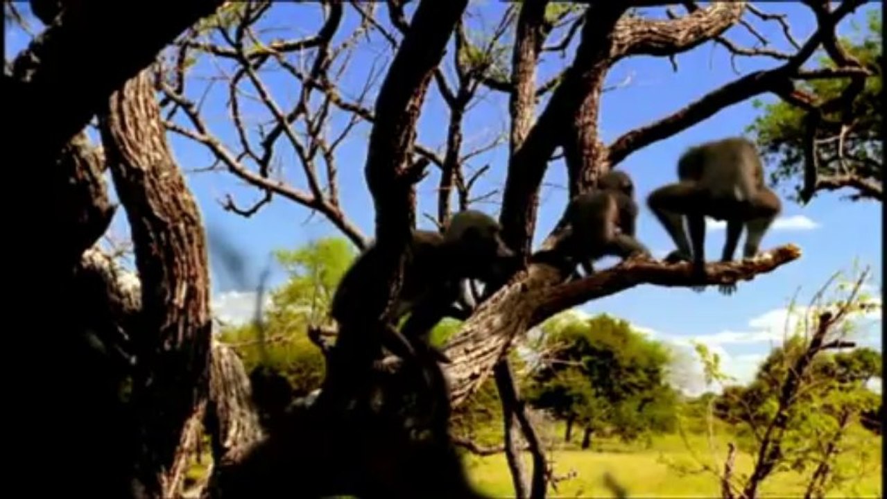DIE ERBEN DER SAURIER - IM REICH DER URZEIT TEIL3