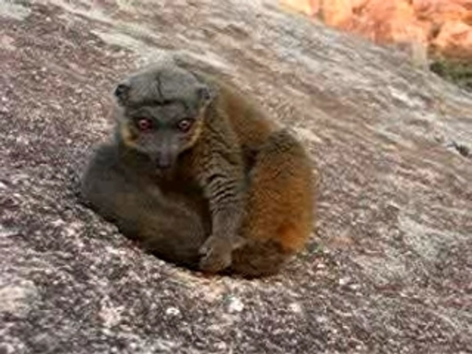 Lemur_marron_2