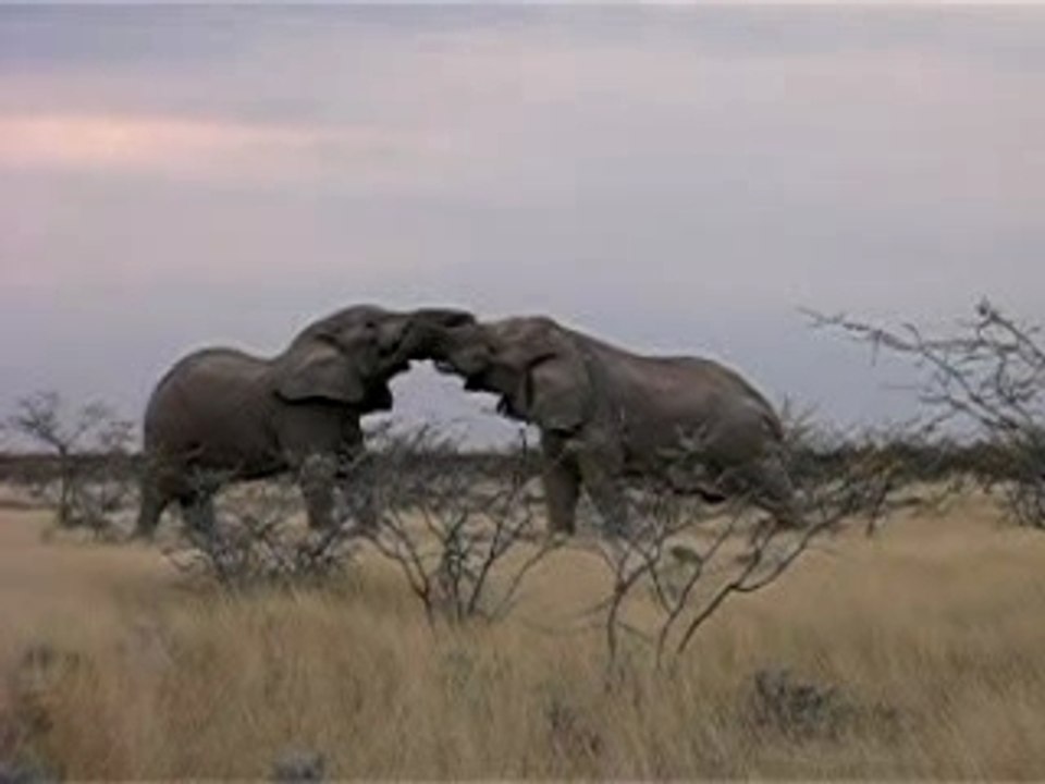 Elephants
