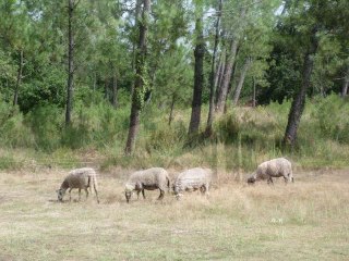 MARQUEZE -  Ecomusée des Landes