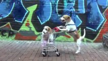 Köpekler için bebek arabası
