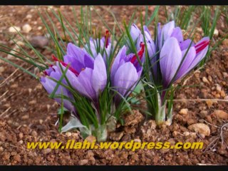 Tekvir Suresi  - Tefsir Dersleri -  Mahmut Toptaş Hoca