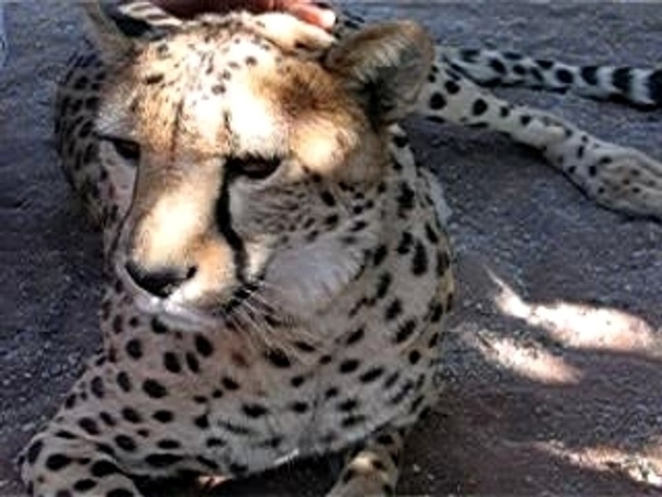Guepard_2