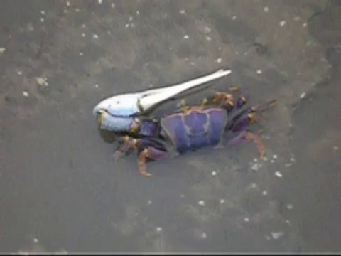 SÉNÉGAL- MBOUDIENE- LAGUNE- PLAGE- CRABES