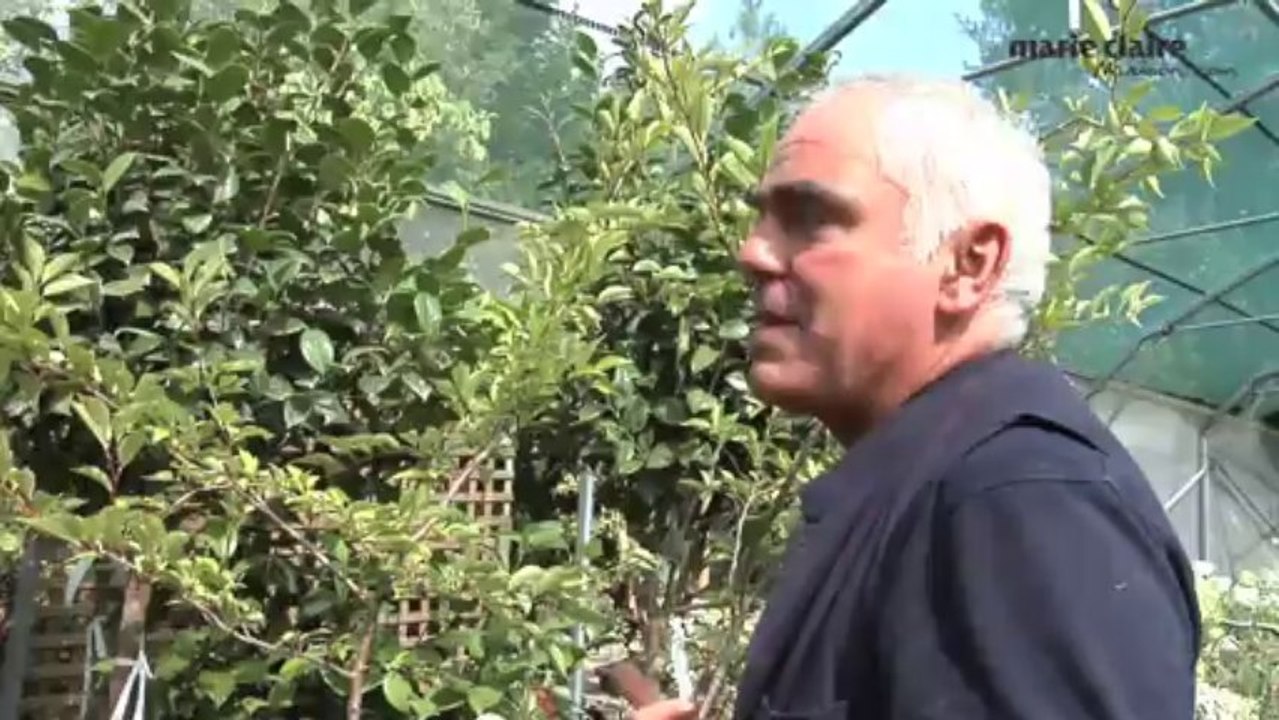 Quel arbuste à floraison hivernale choisir pour son balcon