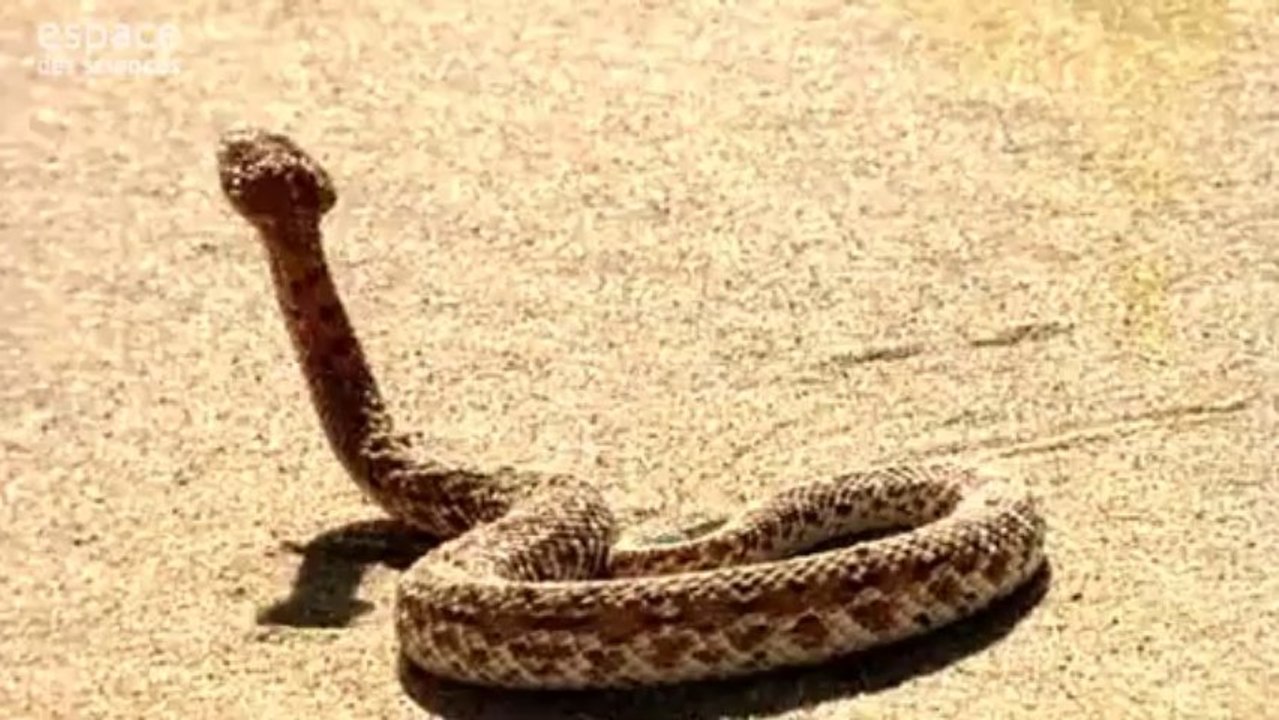 Serpent des sables