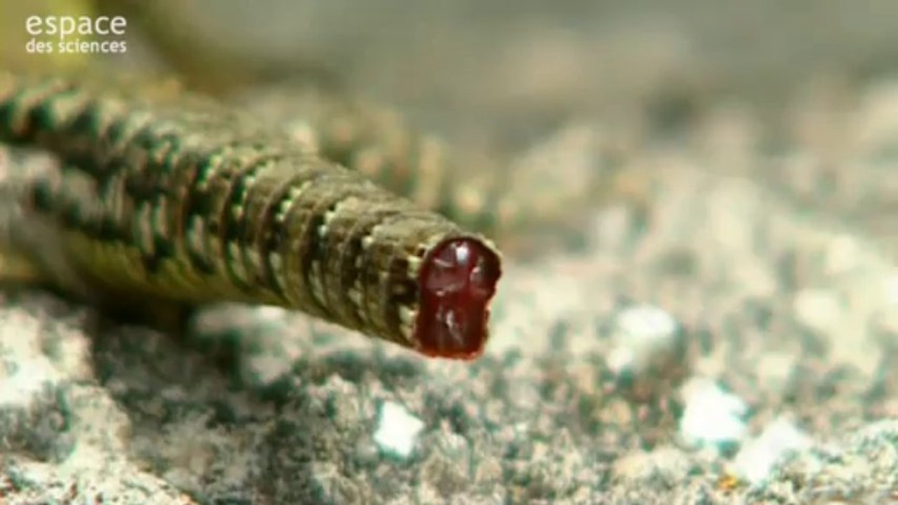 Lézard