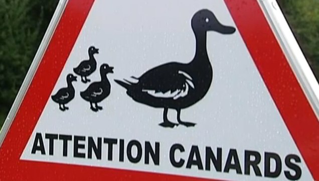ZAPPING ACTU DU 19/09/2013 - Des canards pour faire ralentir les voitures à Villotran