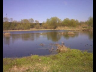 Лягушки на болоте (Май 2013)