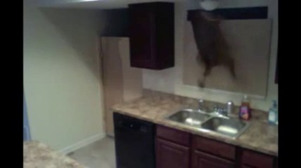 Ce chien s'échappe par la fenêtre!!