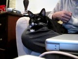 Waldorf CAT watches the Discovery Channel with his humans!