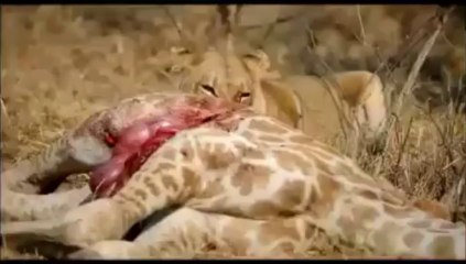 Aslan Zürafayı Canlı Canlı Yiyor