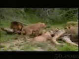 Aslanların zürafa saldırısı