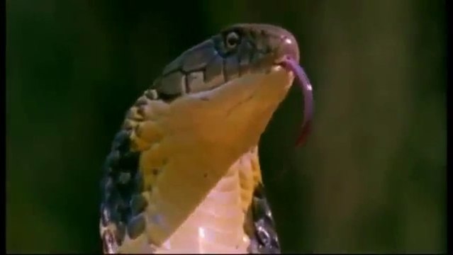 Les animaux les plus dangereux au monde