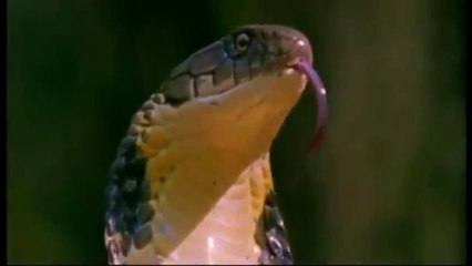 Les animaux les plus dangereux au monde