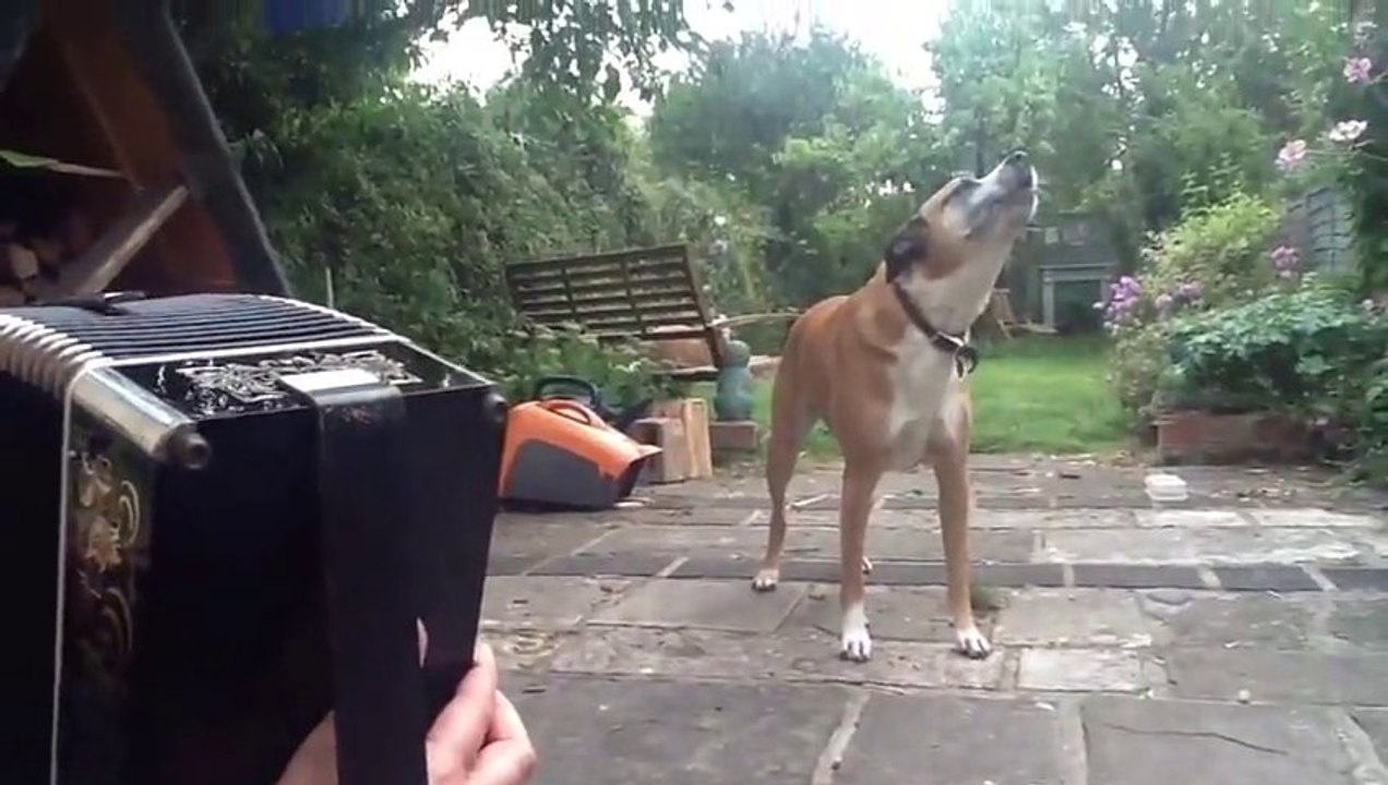 Jessie le chien chante quand son maître joue de l'accordéon. Trop marrant.