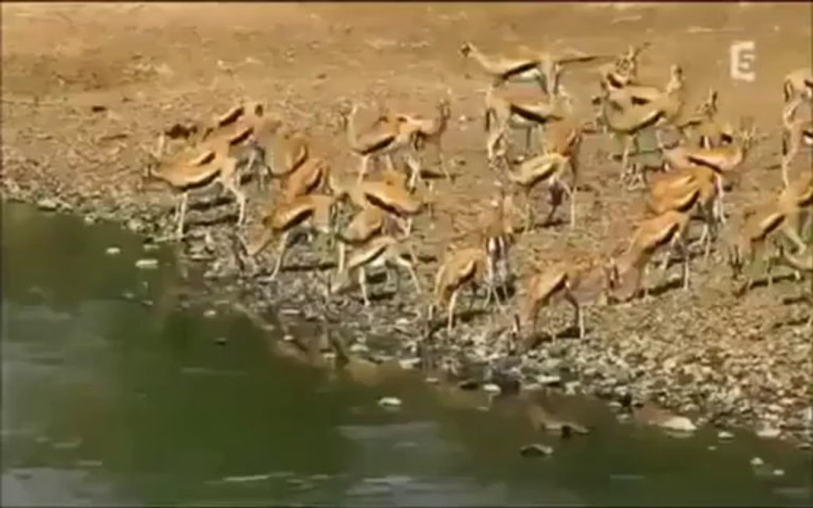 Timsahların Ceylan Avı   Sonda ceylanlar intihar ediyor!!