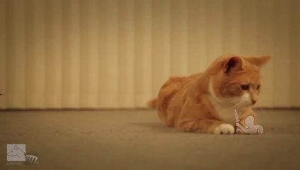 Ginger Cat vs The Paper Army, Awesome Short film!!!
