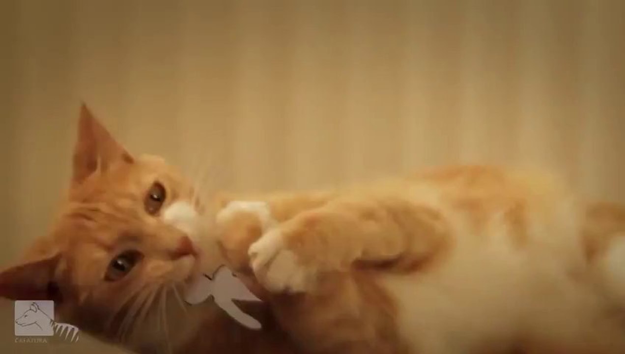 Court-metrage de Chat : Ginger Cat vs The Paper Army