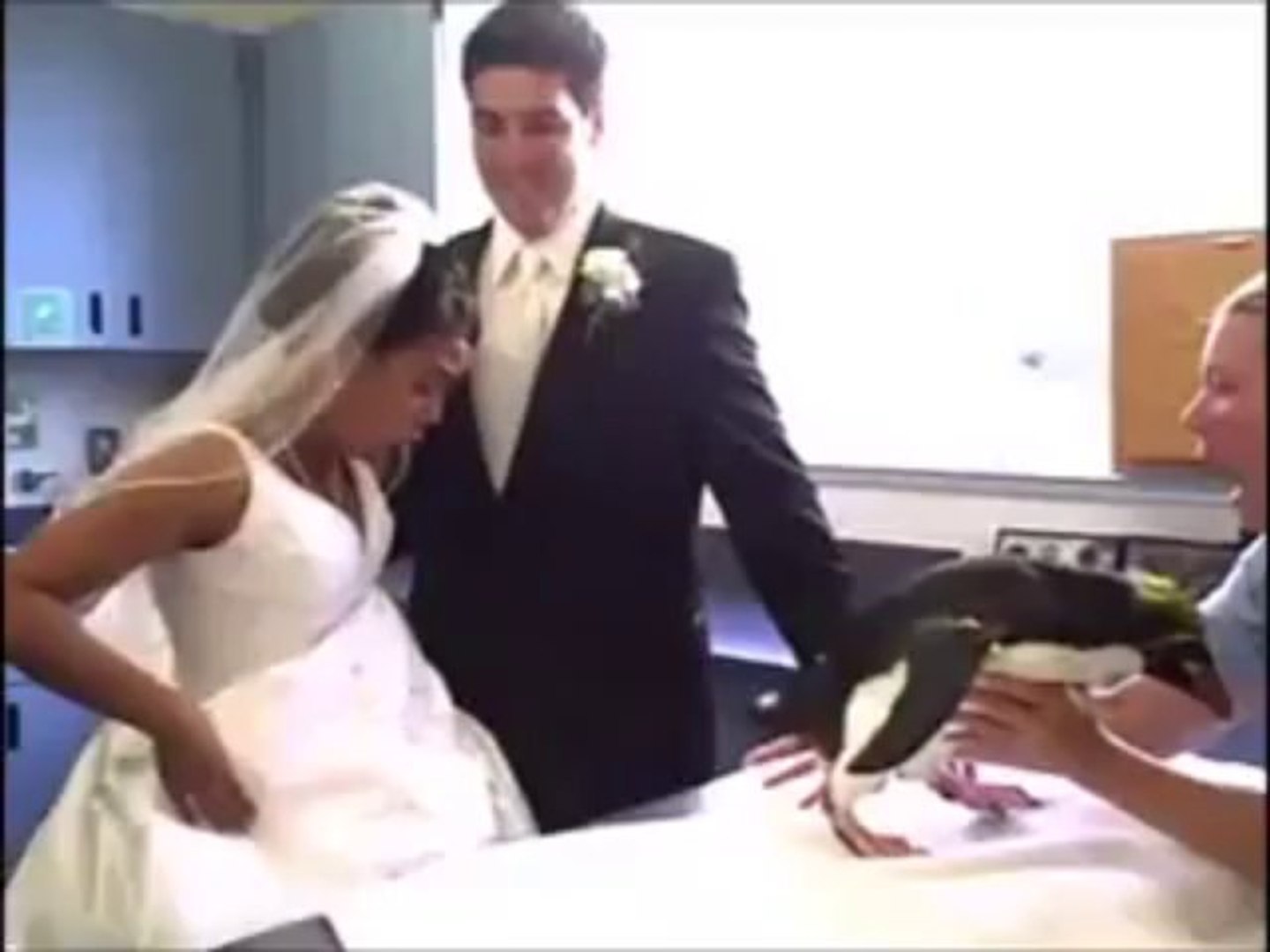 A penguin poops on the wedding dress So funny