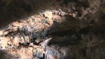 Giant Tasmanian Cave Spiders